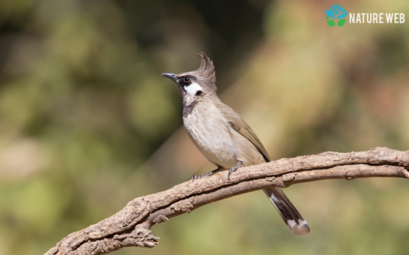 Himalayan Bulbul